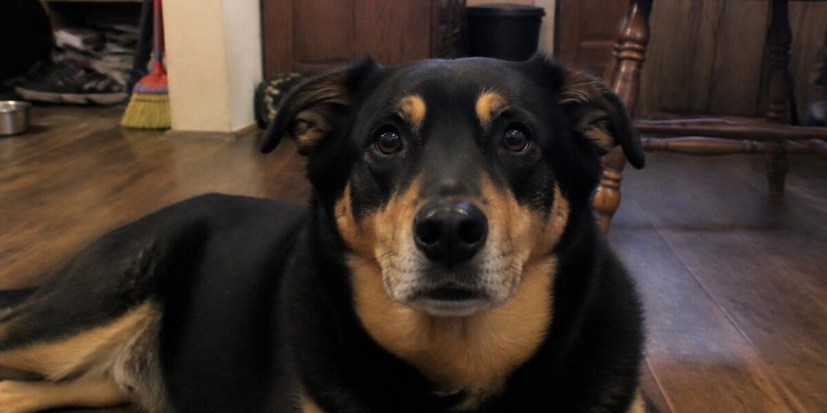 Dog Training Methods in Singapore: Positive Reinforcement Guide