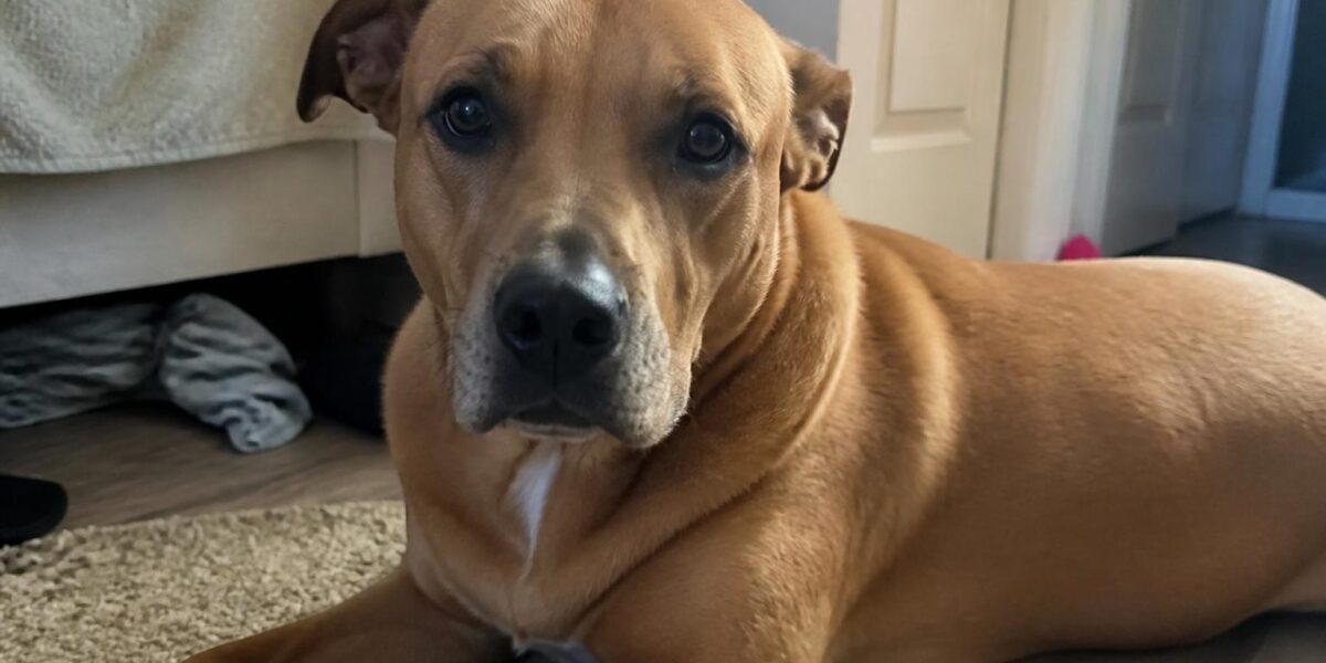 Dog Treat Calorie Calculator: 10 Percent Rule