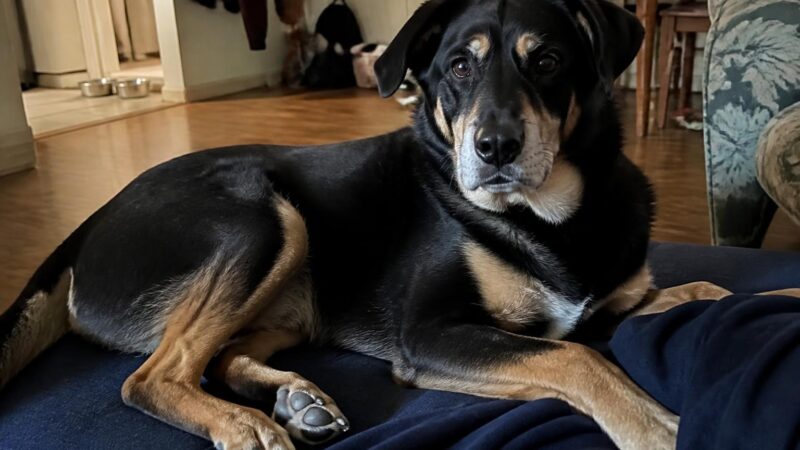 Dog Walker Cost Breakdown: Hourly Pack and Solo Rates