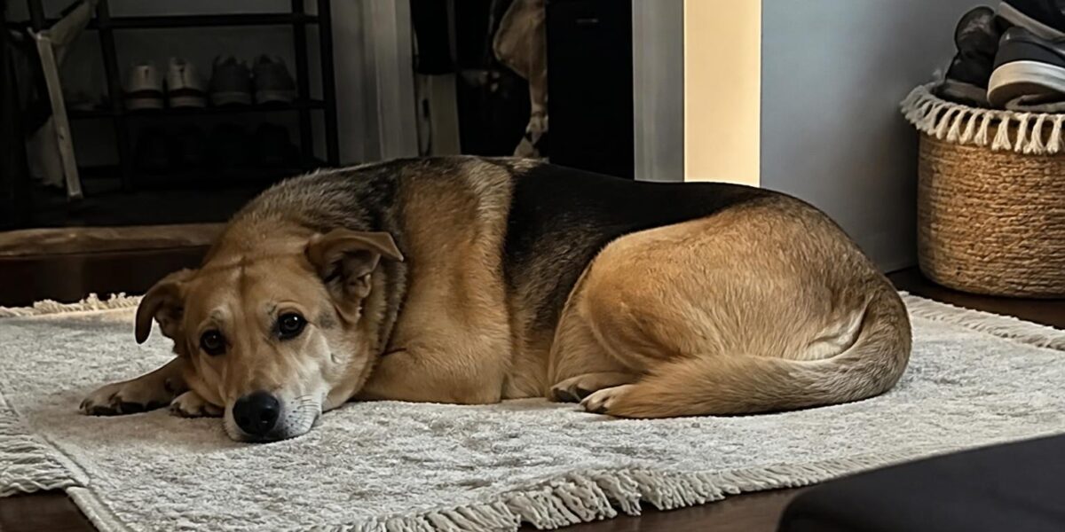 Dog Walker Logistics for Multiple Dogs