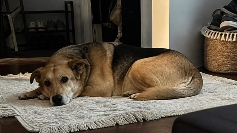 Dog Walker Logistics for Multiple Dogs