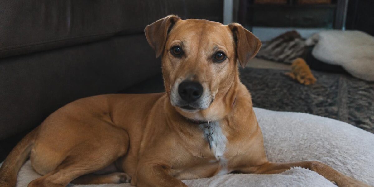 Dog Yeast Infection: Skin, Ears & Paws — Signs & Treatment