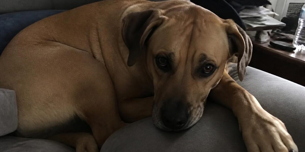 Doggy Daycare Cost Breakdown: Daily and Package Rates