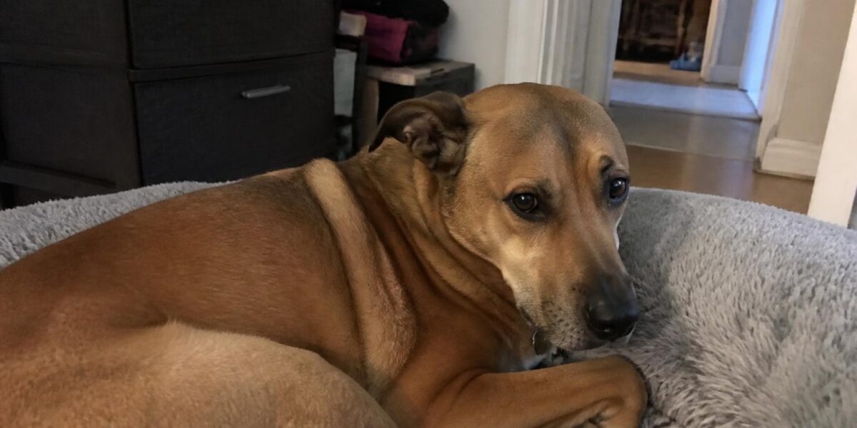 Dogs and Fireworks: How to Calm Your Dog During Fireworks & Loud Noises