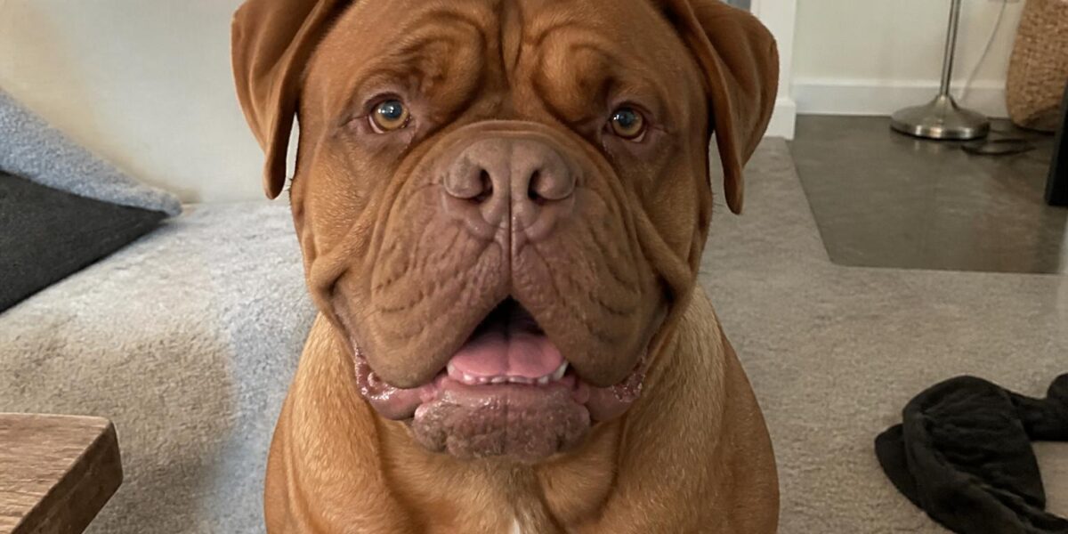 Dogue de Bordeaux Breed Profile: The Complete Guide to the French Mastiff