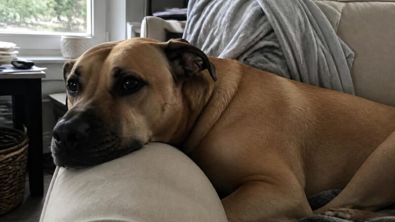 Doodle Rescues: Why They Exist and How to Find One