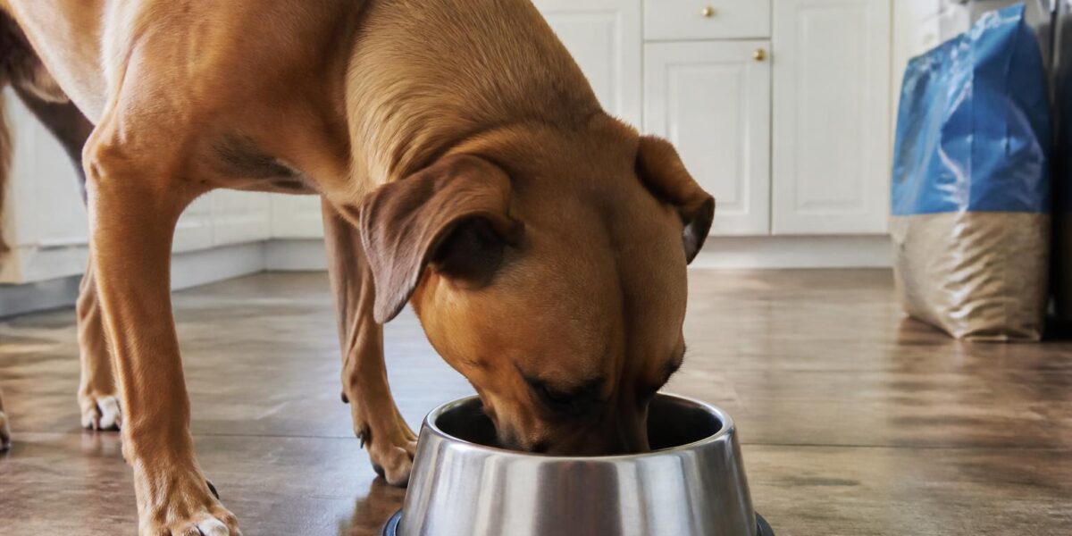 Dremel vs Clippers for Dog Nails: Which Is Better