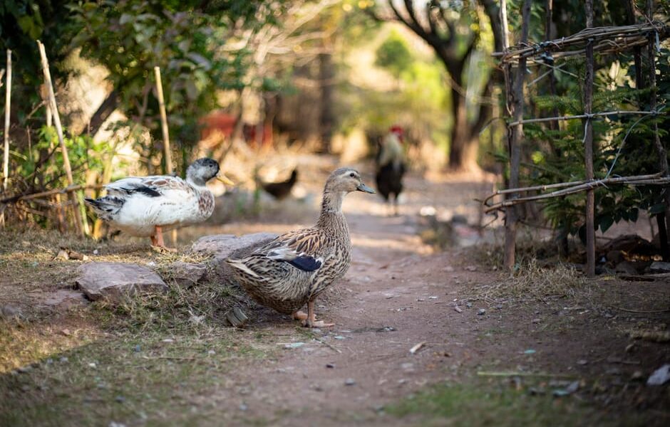 Ducks and a rooster wandering on a rustic farm path surrounded by greenery.