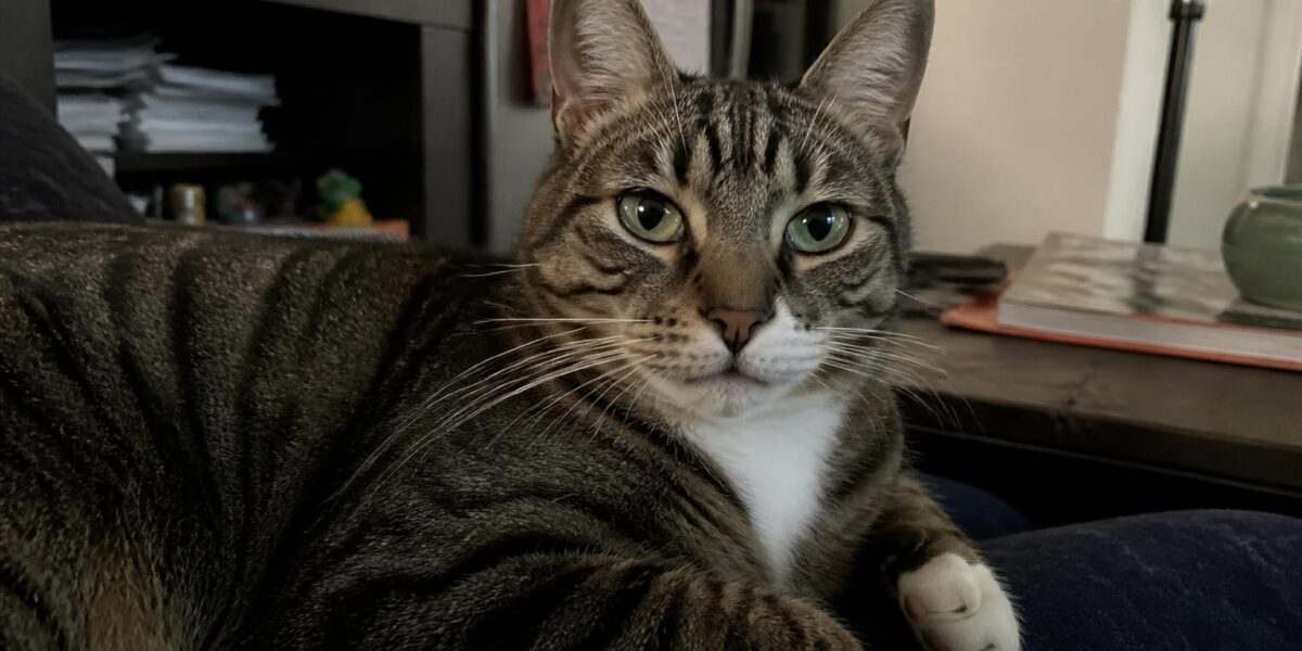 Dwarf Cat Breeds Overview: Munchkin and Its Hybrids