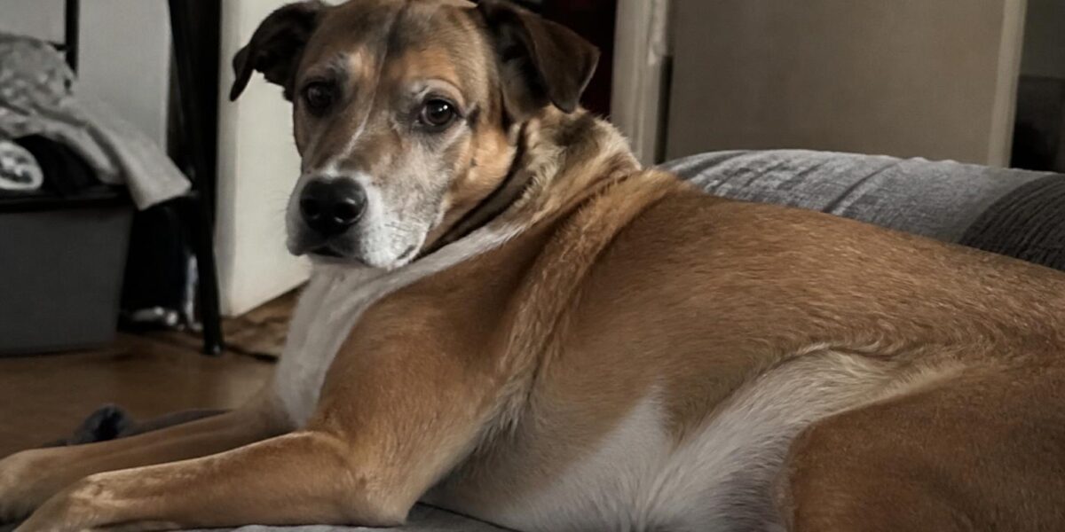 Emergency Vet Cost Realism: What to Expect