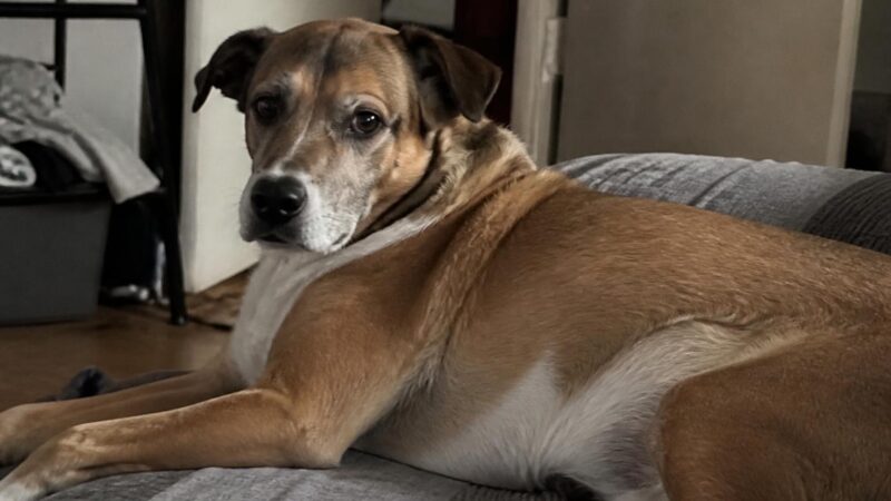 Emergency Vet Cost Realism: What to Expect