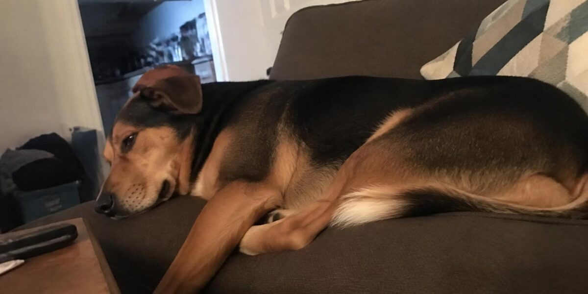 Emergency Vet in Singapore: Overnight and 24-Hour Options Explained