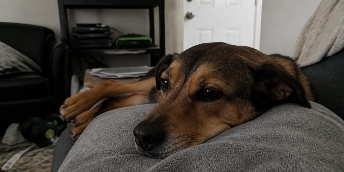 Engage Disengage Game: Reactive Dog Training Tool