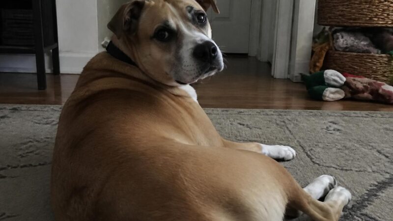 English Bulldog Rescues: A Specialty Network