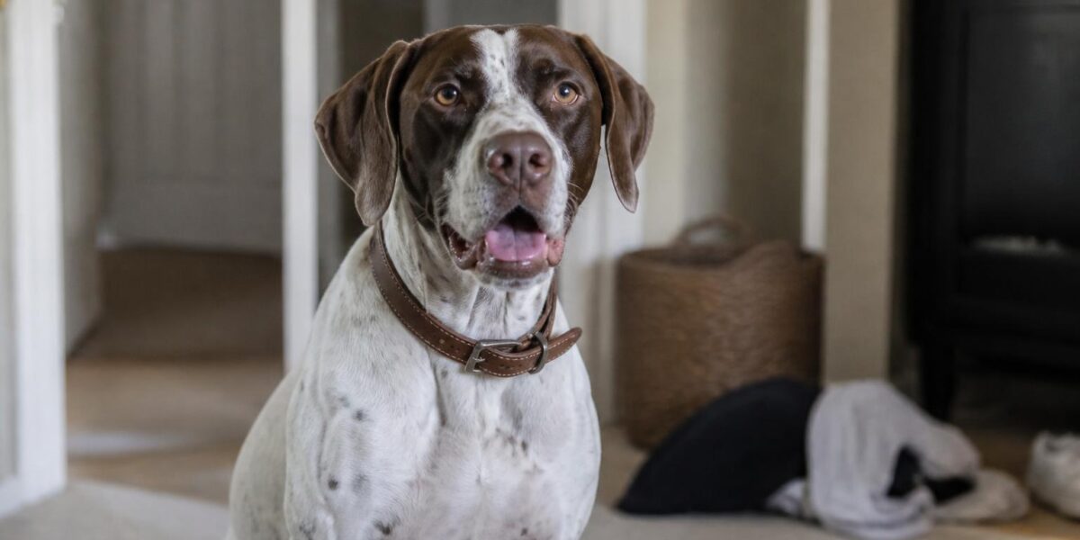 English Pointer Breed Profile: The Graceful Athlete of the Sporting World