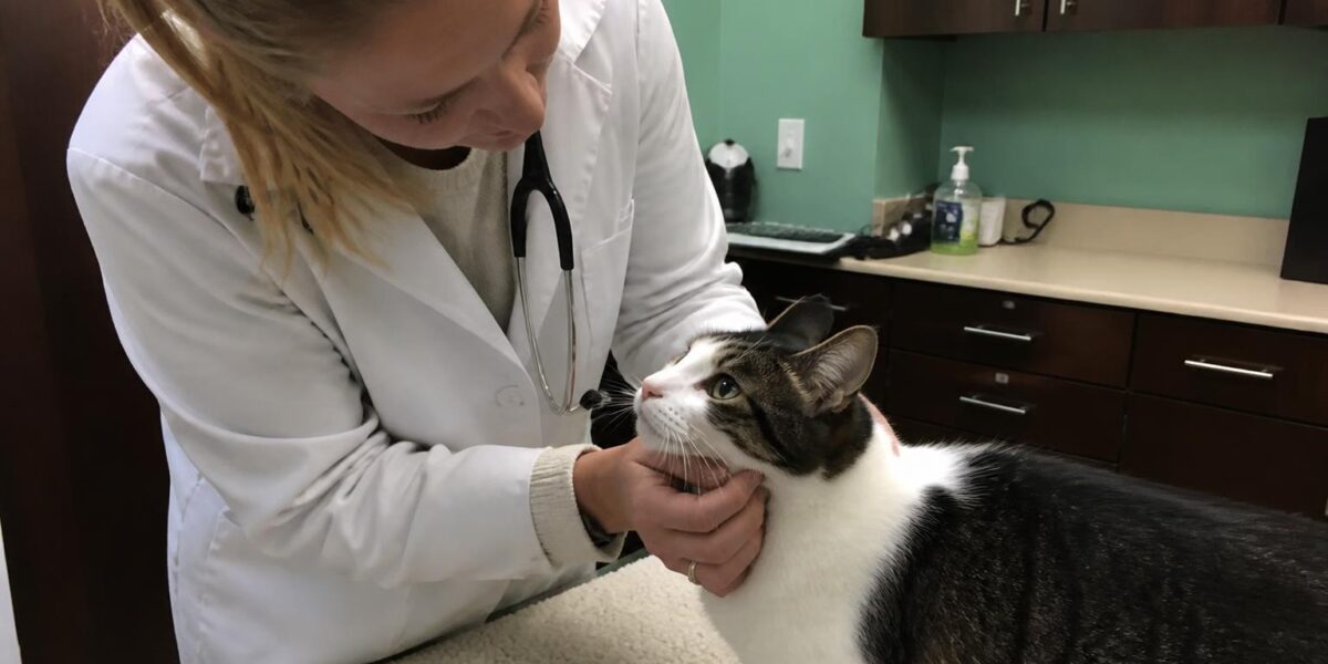 Eosinophilic Granuloma Complex in Cats: Indolent Ulcer and P