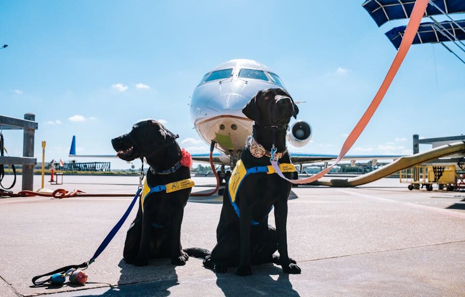 Two black Labrador Retrievers wearing service vests at an airport in front of an airplane.