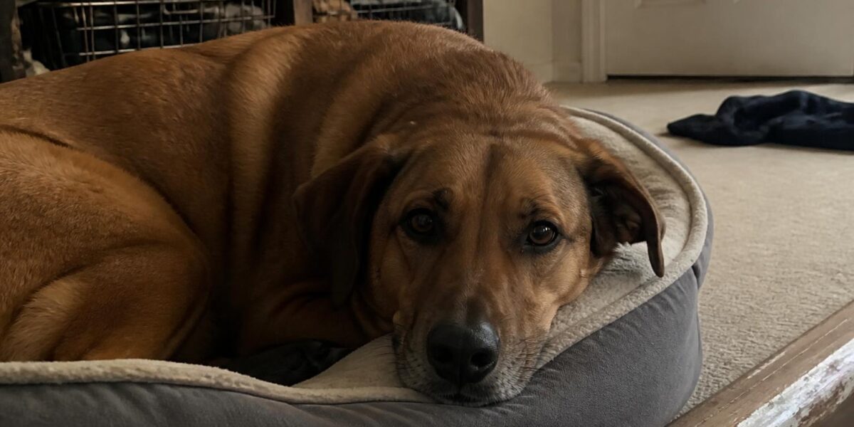 Ethylene Glycol Poisoning in Pets: Antifreeze Toxicity Emerg