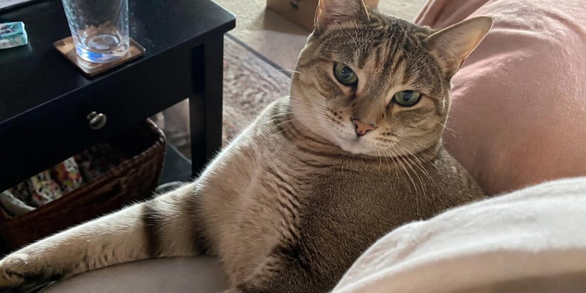 F1 Bengal Cat Owner’s Guide: First-Generation Hybrid Realities