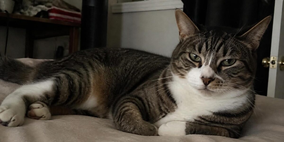 F1 Chausie Cat Owner’s Guide: Direct Jungle Cat Cross