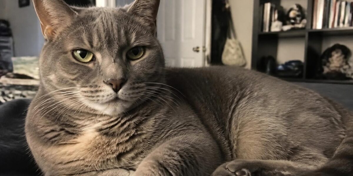 F4 Bengal Cat SBT Profile: First TICA Show-Standard Generation