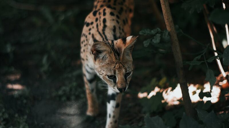 A serval cat walking through dense foliage in a natural habitat, captured in Hungary.