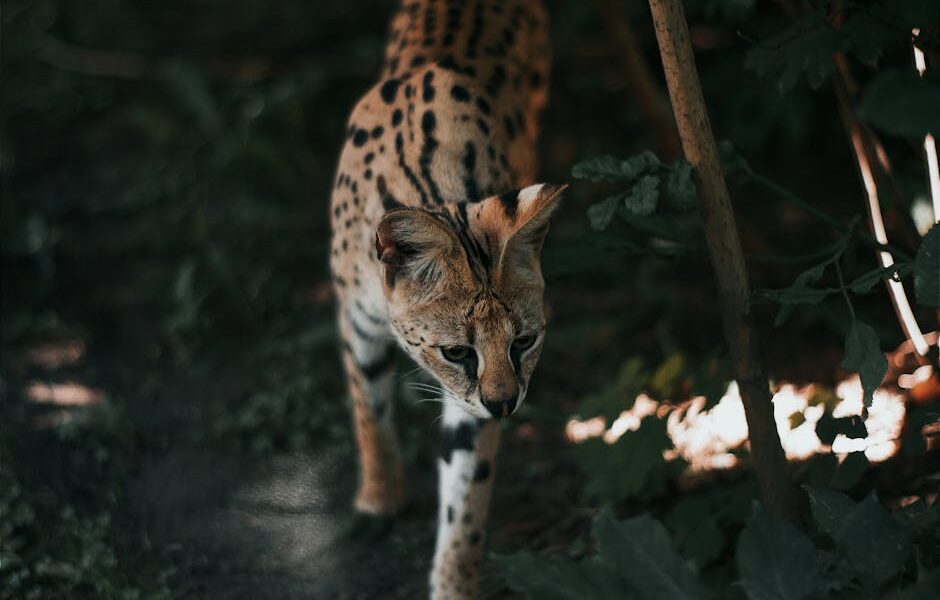 A serval cat walking through dense foliage in a natural habitat, captured in Hungary.