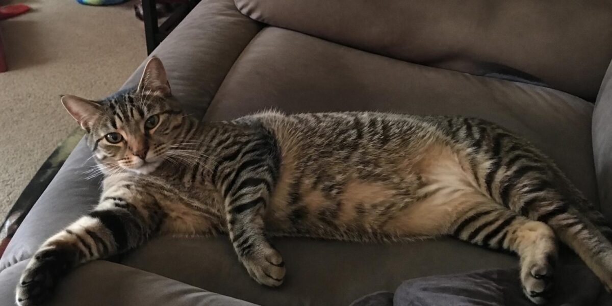 F5 Bengal Cat Show Standard Profile: Modern Pedigree Bengal