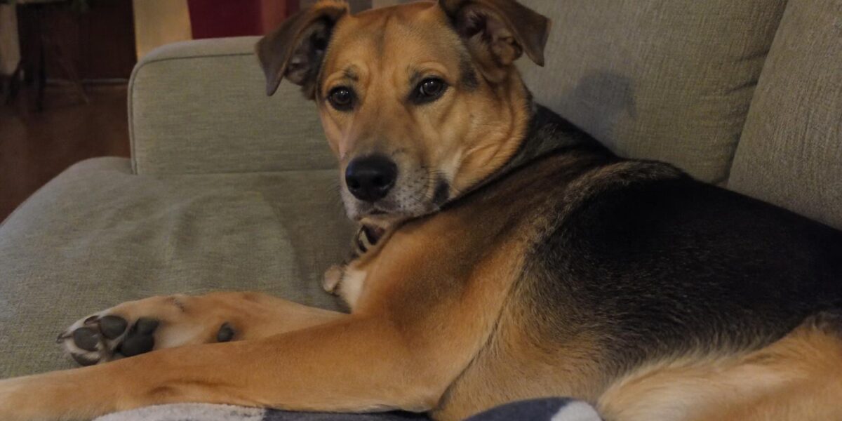 Fading Puppy Syndrome: Neonatal Mortality Causes and Care Gu