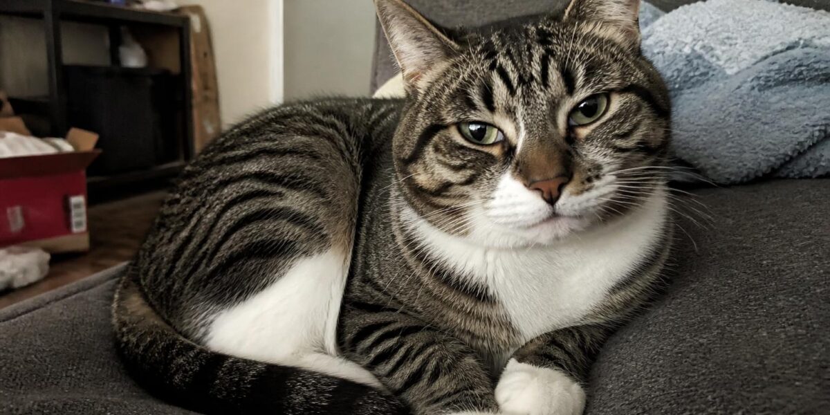 Feeding Multiple Cats Different Diets: Practical Solutions