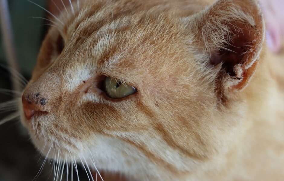 Detailed close-up of a ginger cat's face in Teksen, Kocaeli, Türkiye.