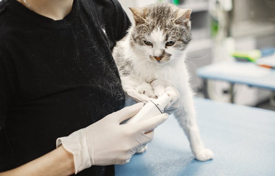A white cat being examined by a veterinarian wearing surgical gloves in a clinic.