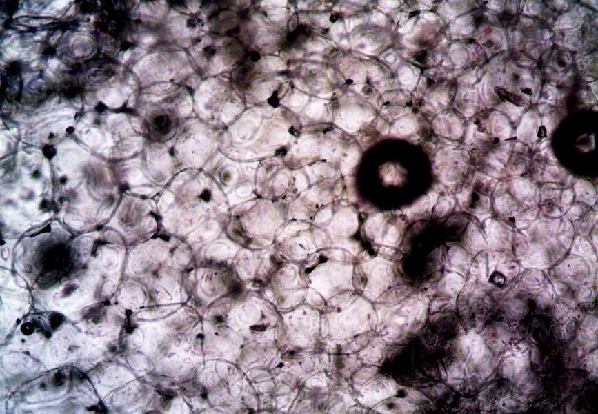 Microscopic image showcasing the intricate structure and texture of plant cells.