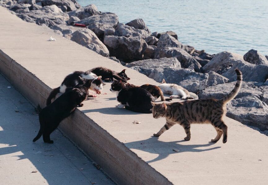 A cluster of stray cats feasting by a rocky seaside on a sunny day.