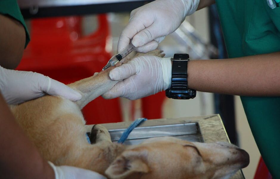 Close-up of a veterinarian injecting a dog with care in a clinic setting.
