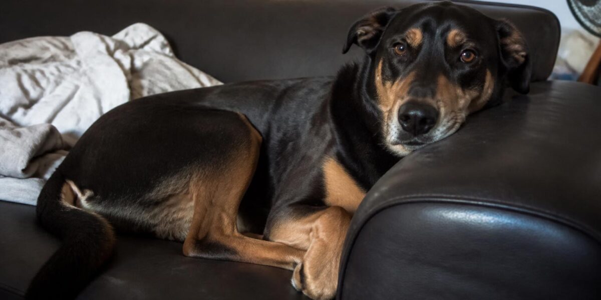 Finding a Reputable Rescue in Your State: A Searcher’s Guide