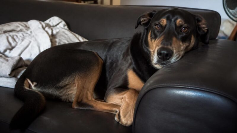 Finding a Reputable Rescue in Your State: A Searcher’s Guide