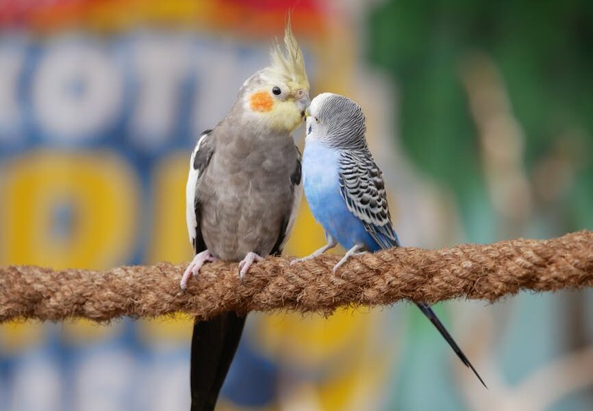 A cockatiel and a blue parakeet perched on a rope, seemingly interacting affectionately.