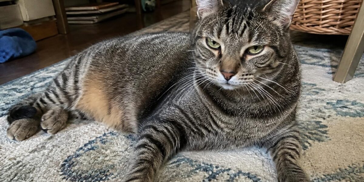 First Month With a Rescue Cat: Settling In Right