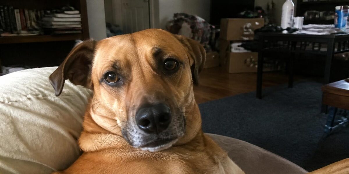 First-Time Pet Adopter Singapore Checklist