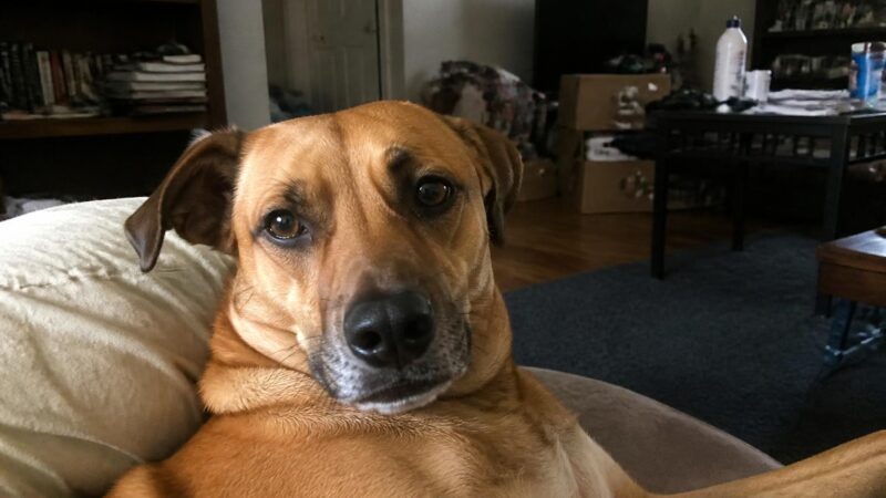 First-Time Pet Adopter Singapore Checklist