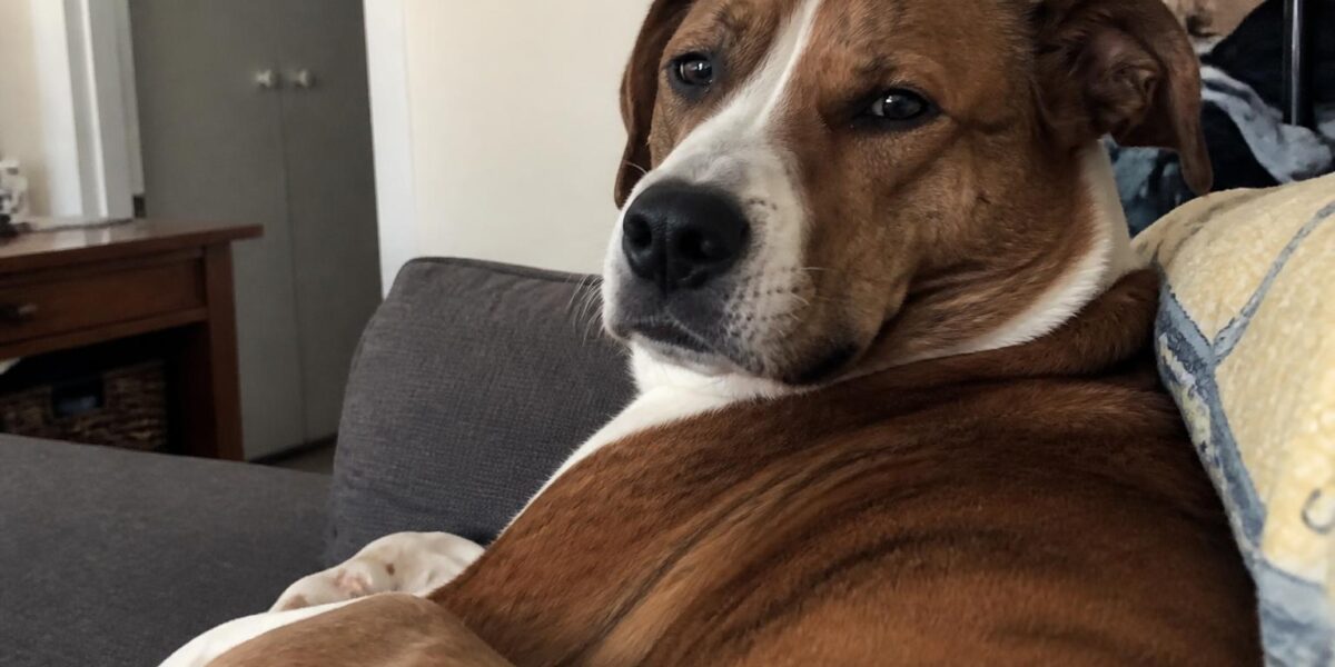 First Vet Visit After Adoption in Singapore: What to Expect