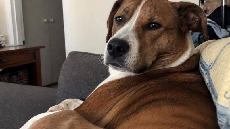 First Vet Visit After Adoption in Singapore: What to Expect