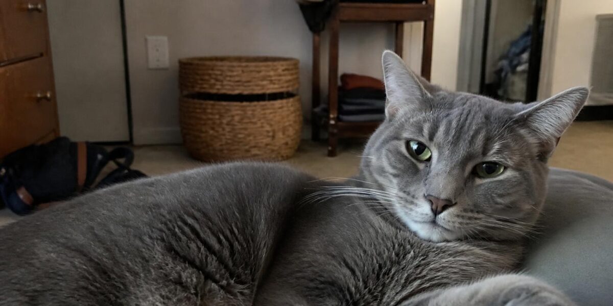 First-Year Cost of Owning a Cat: Realistic Numbers