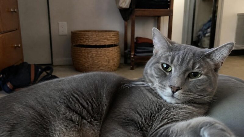 First-Year Cost of Owning a Cat: Realistic Numbers