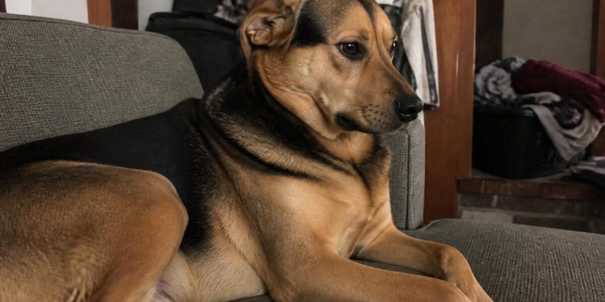 First-Year Cost of Owning a Dog: Realistic Numbers