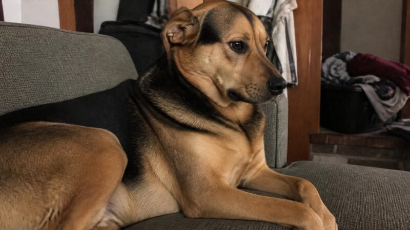 First-Year Cost of Owning a Dog: Realistic Numbers