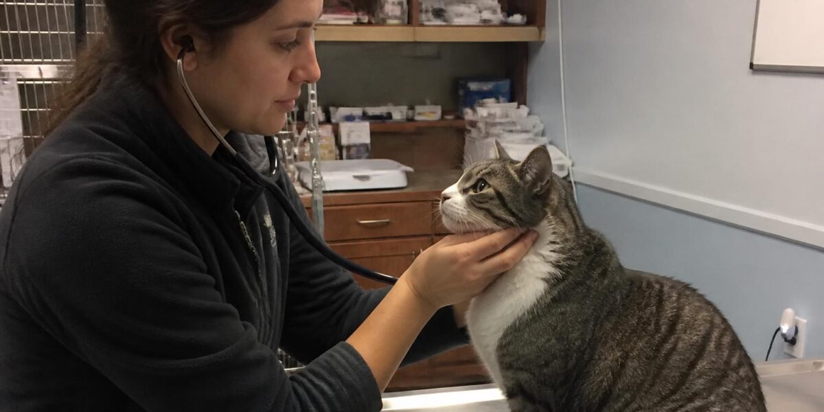 Fish Oil for Cats: Omega-3 Benefits, Dosage & Best Sources