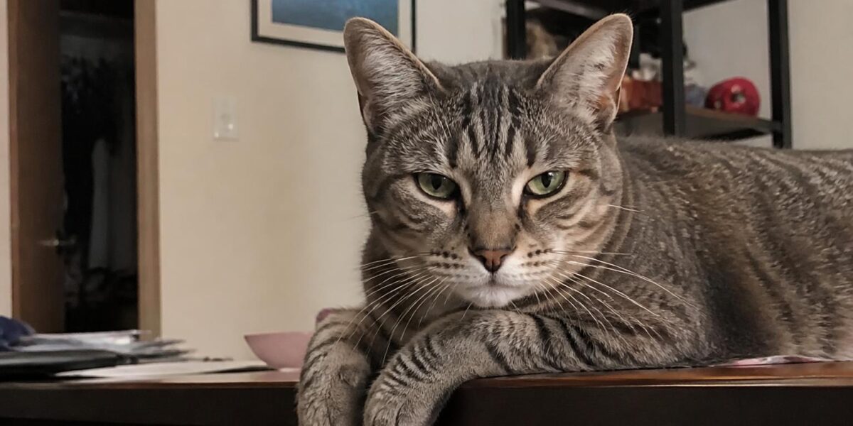 FIV-Positive Cat Life Expectancy and Care Considerations