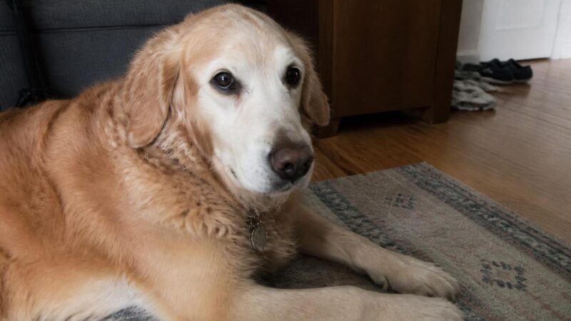 Foster-Based Rescue: How It Works for Adopters